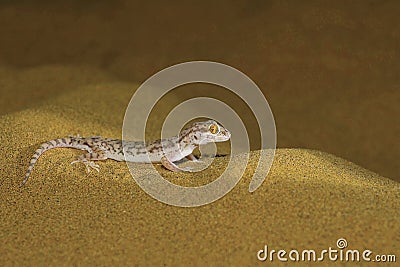 Sind Sand Gecko, Crossobamon orientalis Desert National Park Stock Photo