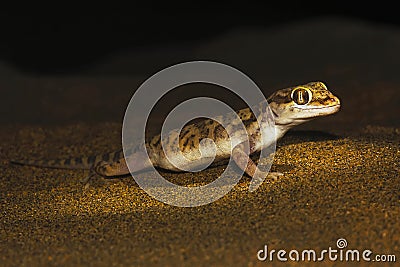 Sind Sand Gecko, Crossobamon orientalis. Sam Desert, Rajasthan, India Stock Photo