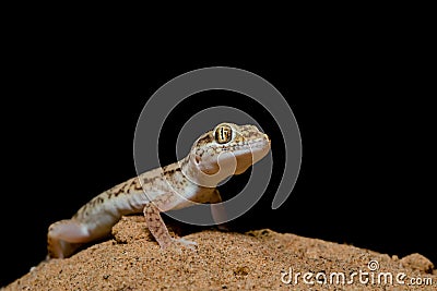 Sind Sand Gecko Stock Photo