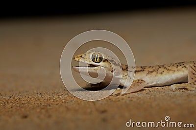 Sind Sand Gecko Stock Photo