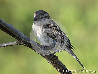 Portrait of Female Sind Sparrow Sitting on Branch Stock Photo