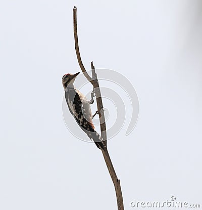 Sind Woodpecker, Dendrocopos assimilis Stock Photo