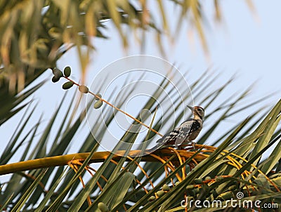 Sind Woodpecker, Dendrocopos assimilis Stock Photo