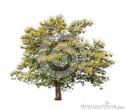Sindora siamensis, tropical tree in Thailand Stock Photo