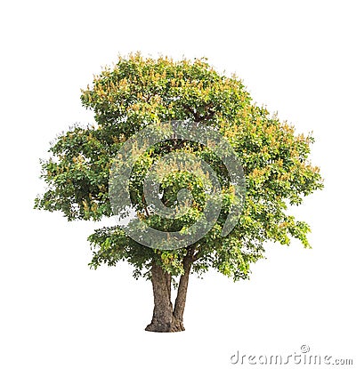 Sindora siamensis, tropical tree in Thailand Stock Photo