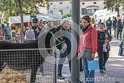 Sineu, Majorca, street market in which cattle and various animals are sold, tender image of a woman looking at a donkey Editorial Stock Photo