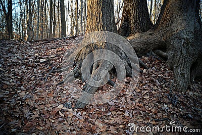 Sinewy roots at the base of tree trunks, La Tourette Park, Staten Island, NY Stock Photo