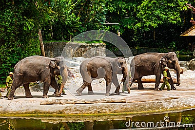 SINGAPORE - APRIL 14: Elephant show in Singapore zoo on April 14, 2016 in Singapore Editorial Stock Photo
