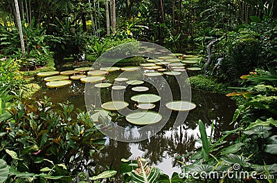 Singapore Botanic Garden Stock Photo