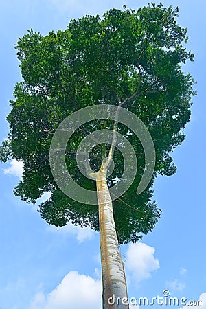 Singapore Botanic Garden series Stock Photo