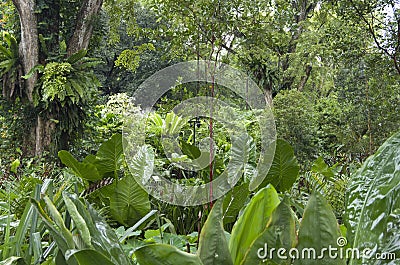 Singapore Botanic Gardens Stock Photo