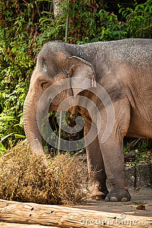 Asian elephants at Singapore Zoo Editorial Stock Photo