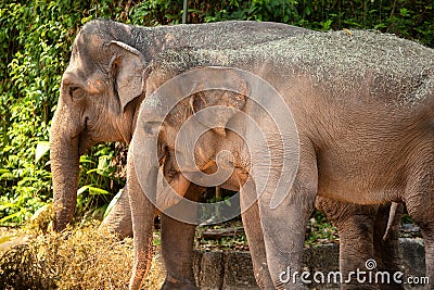 Asian elephants at Singapore Zoo Editorial Stock Photo
