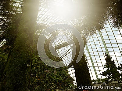 SINGAPORE - MARCH 27, 2016: Backlited Cloud Forest at Gardens by the Bay, Singapore Editorial Stock Photo