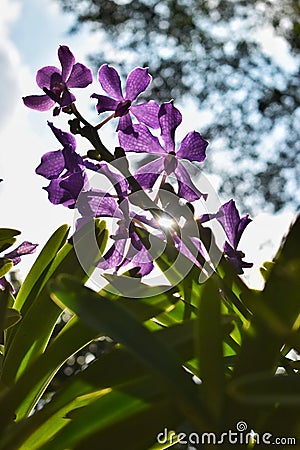 Singapore, National Orchid Garden, only tropical botanic garden on the UNESCO`s World Heritage List. Stock Photo