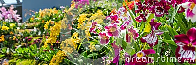 SINGAPORE - NOVEMBER 11, 2018: Colorful orchids in a botanical garden. With selective focus Editorial Stock Photo