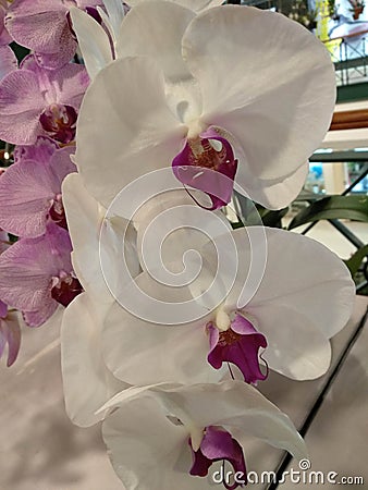 Singapore Orchid Competition Editorial Stock Photo