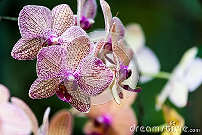 Singapore Orchid Garden Stock Photo