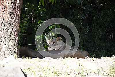 The beautiful Singapore Zoo - Editorial Stock Photo