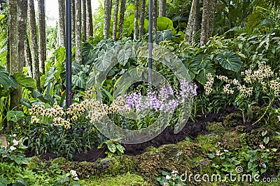 Singapure botanic garden Stock Photo