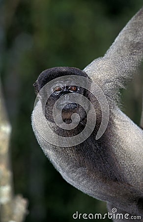 SINGE LAINEUX DE COLOMBIE lagothrix lagothricha lugens Stock Photo