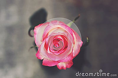 Singe rose flower with on gray background, top view Stock Photo