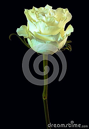 A singe white rose Stock Photo