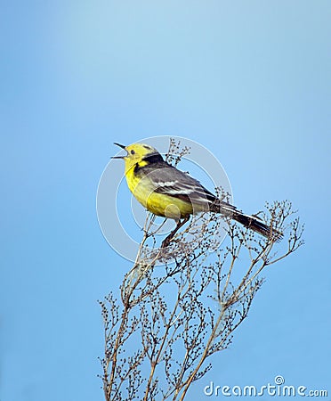 Singing bird Stock Photo