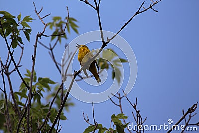 Singing bird American Yellow Warbler Stock Photo