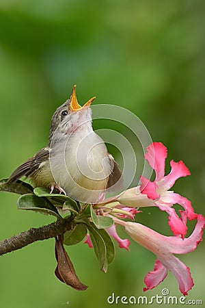 Singing bird Stock Photo