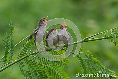 Singing bird Stock Photo