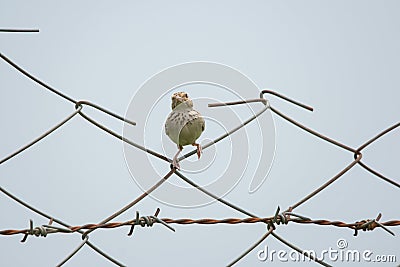 Singing Bushlark Mirafra cantillans Perching on the Fence Stock Photo