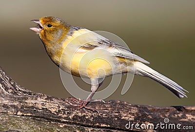 Singing Canary Stock Photo