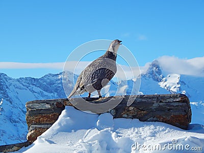 A singing Caucasian snowcock Stock Photo