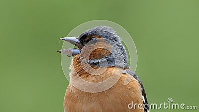A Singing Chaffinch sitting in a tree UK Stock Photo