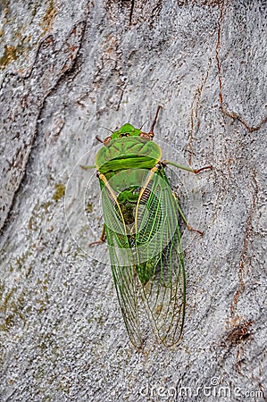 A singing cicada, filmed in a park in Australia Stock Photo