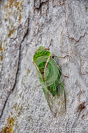 A singing cicada, filmed in a park in Australia Stock Photo