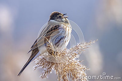 Singing common reed bunting, Emberiza schoeniclus, bird in the reeds on a windy day Stock Photo