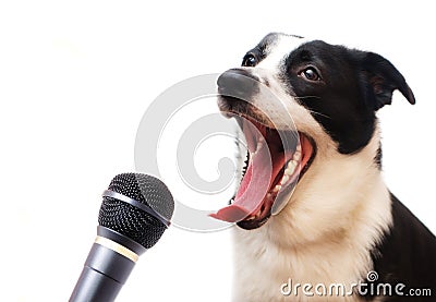 Singing dog Stock Photo