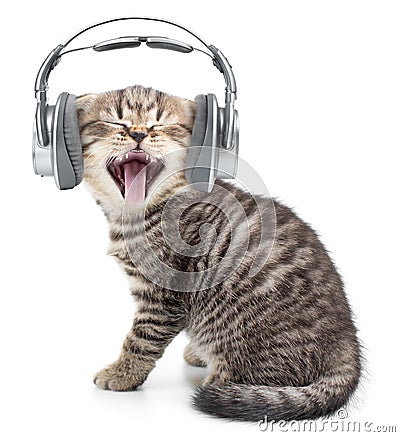 Singing funny cat or kitten in headphones Stock Photo