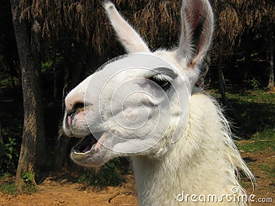 Singing llama Stock Photo