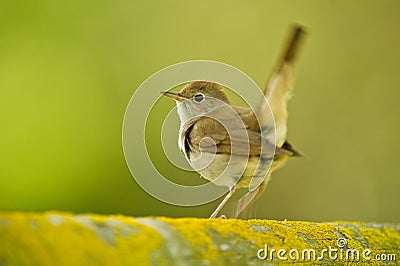 Singing Nightingale Stock Photo