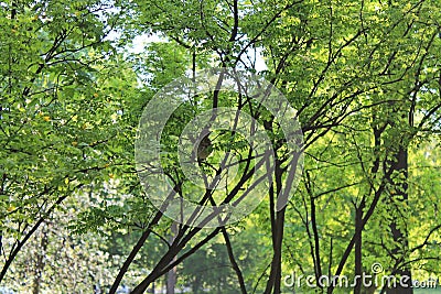 Singing Nightingale on the branches of a tree in the Park in the early morning among the gentle green vegetation Stock Photo