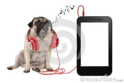 singing pug puppy dog with red headphones, sitting next to blank phone or tablet Stock Photo