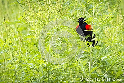 Red-winged blackbird - Agelaius phoeniceus Stock Photo