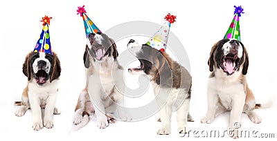 Singing Saint Bernard Dogs Celebrating Stock Photo