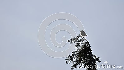 Singing song bird silhouette Stock Photo
