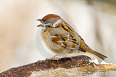 Singing Sparrow Stock Photo