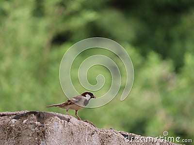 Singing sparrow images Stock Photo