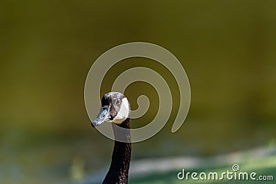 A single Adult Canadian goose head profile view Stock Photo